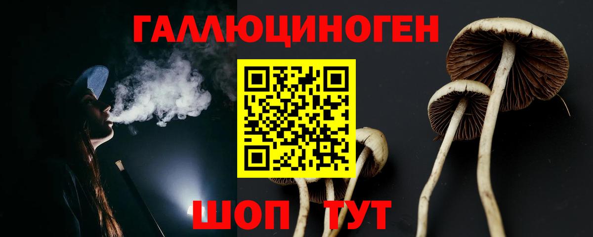 Псилоцибиновые грибы Psilocybine cubensis Дербент
